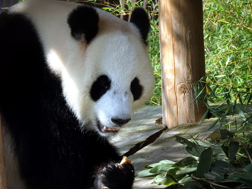 The Giant Panda `Wu Wen` eating at her outside residence at Pandasia at the Ouwehands Dierenpark zoo