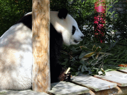 The Giant Panda `Wu Wen` eating at her outside residence at Pandasia at the Ouwehands Dierenpark zoo