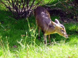 Reeves`s Muntjac at the Ouwehands Dierenpark zoo