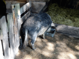 Mangalica at the Ouwehands Dierenpark zoo