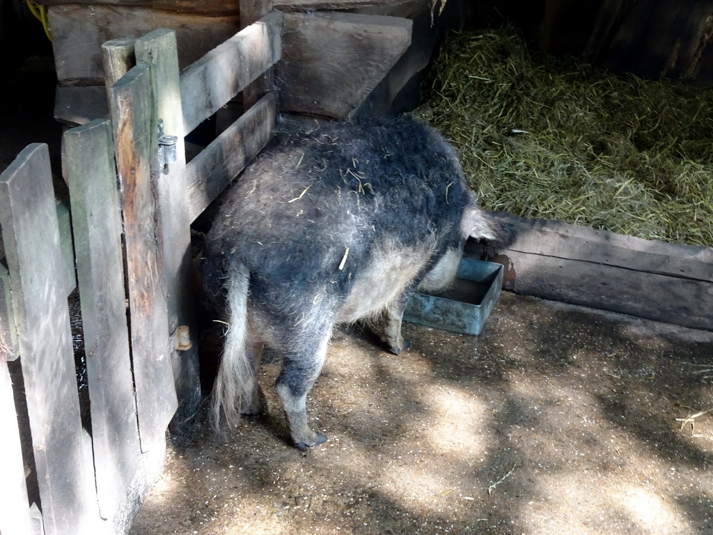 Mangalica at the Ouwehands Dierenpark zoo
