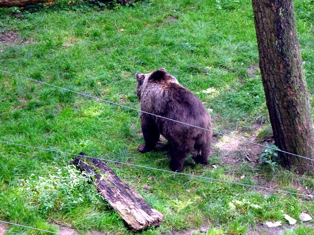 Brown Bear at the Berenbos Expedition at the Ouwehands Dierenpark zoo