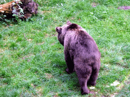 Brown Bear at the Berenbos Expedition at the Ouwehands Dierenpark zoo