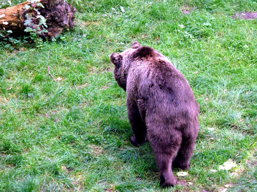 Brown Bear at the Berenbos Expedition at the Ouwehands Dierenpark zoo