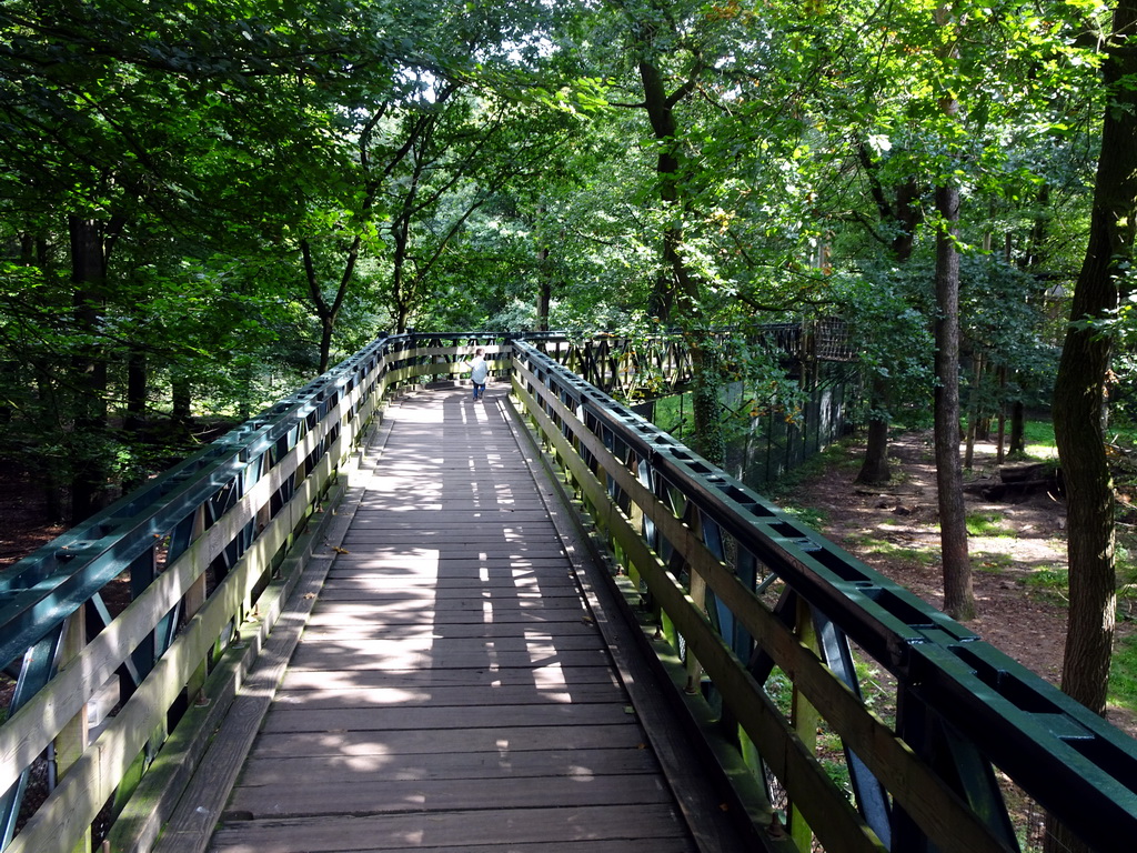 Max on a walkway at the Berenbos Expedition at the Ouwehands Dierenpark zoo