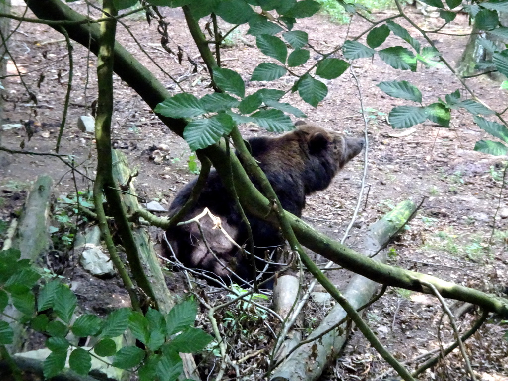 Brown Bear at the Berenbos Expedition at the Ouwehands Dierenpark zoo