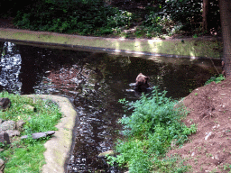 Brown Bear in the water at the Berenbos Expedition at the Ouwehands Dierenpark zoo