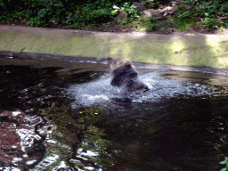 Brown Bear in the water at the Berenbos Expedition at the Ouwehands Dierenpark zoo
