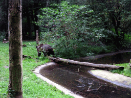 Brown Bear at the Berenbos Expedition at the Ouwehands Dierenpark zoo