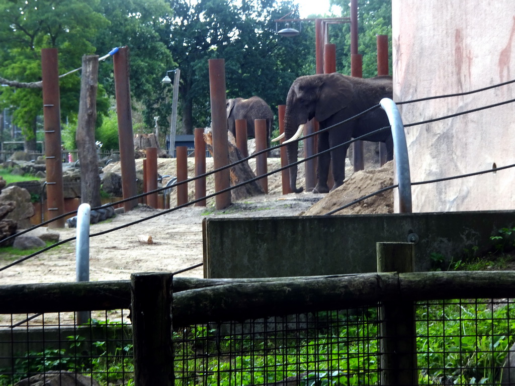 African Elephants at the Ouwehands Dierenpark zoo