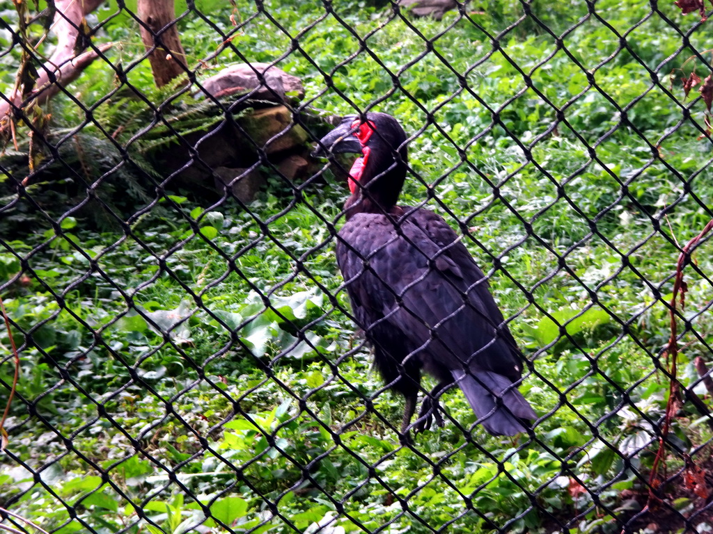 Southern Ground Hornbill at the Ouwehands Dierenpark zoo
