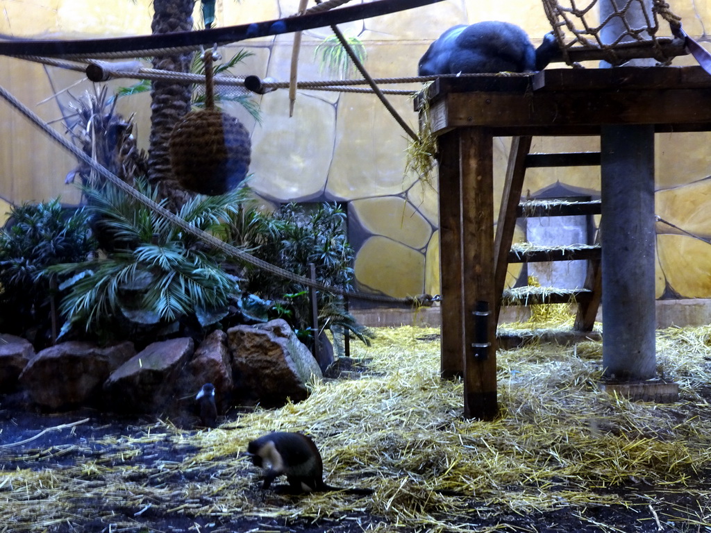 Western Lowland Gorilla and Roloway Monkey at the Gorilla Adventure at the Ouwehands Dierenpark zoo