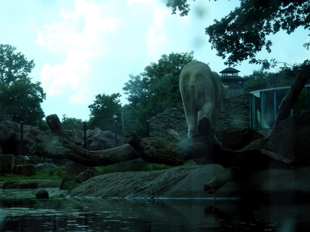 Polar Bear at the Ouwehands Dierenpark zoo