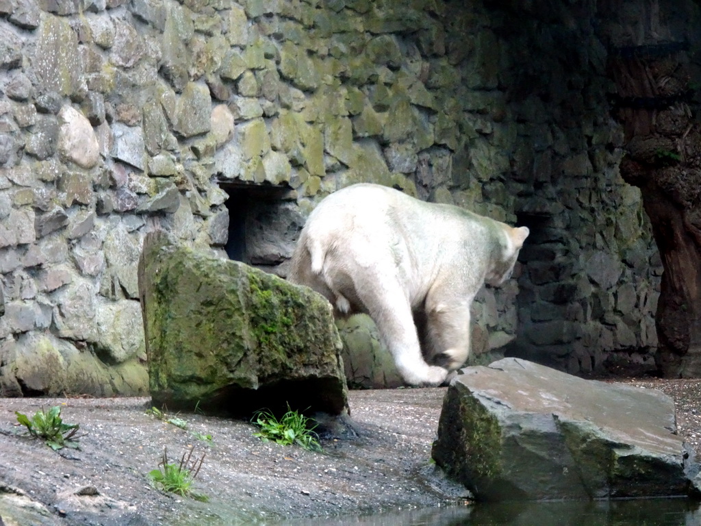 Polar Bear at the Ouwehands Dierenpark zoo