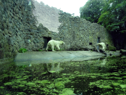 Polar Bears at the Ouwehands Dierenpark zoo