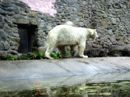 Polar Bear at the Ouwehands Dierenpark zoo