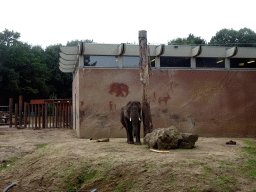 African Elephant at the Ouwehands Dierenpark zoo