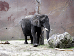 African Elephant at the Ouwehands Dierenpark zoo