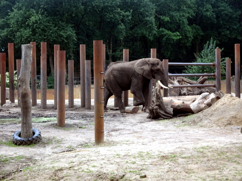 African Elephant at the Ouwehands Dierenpark zoo