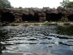 Humboldt Penguins at the Ouwehands Dierenpark zoo