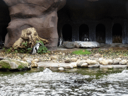 Humboldt Penguins at the Ouwehands Dierenpark zoo