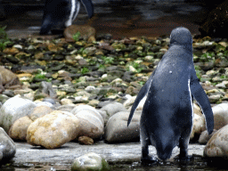 Humboldt Penguins at the Ouwehands Dierenpark zoo