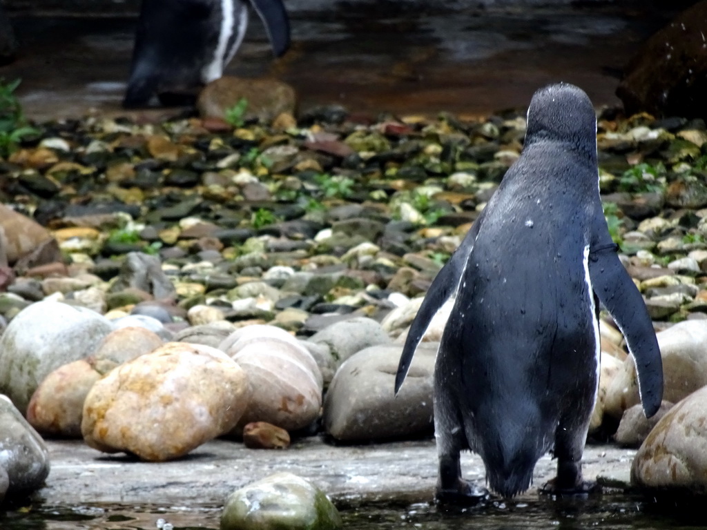 Humboldt Penguins at the Ouwehands Dierenpark zoo