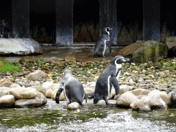 Humboldt Penguins at the Ouwehands Dierenpark zoo