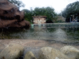 View from the glass dome at the residence of the Humboldt Penguins at the Ouwehands Dierenpark zoo