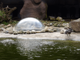 The glass dome and a Duck at the residence of the Humboldt Penguins at the Ouwehands Dierenpark zoo