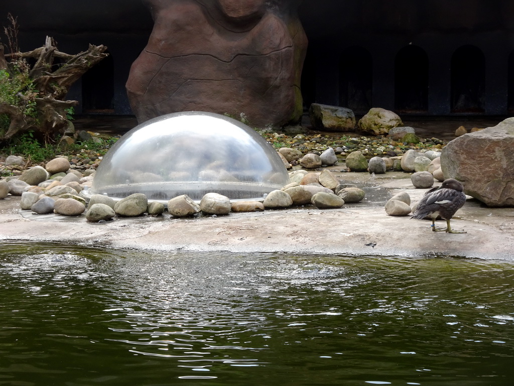 The glass dome and a Duck at the residence of the Humboldt Penguins at the Ouwehands Dierenpark zoo