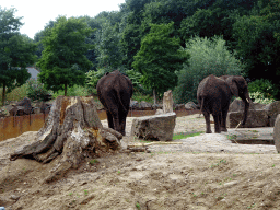 African Elephants at the Ouwehands Dierenpark zoo