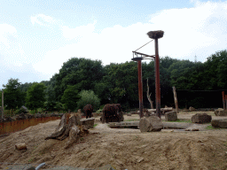 African Elephants at the Ouwehands Dierenpark zoo