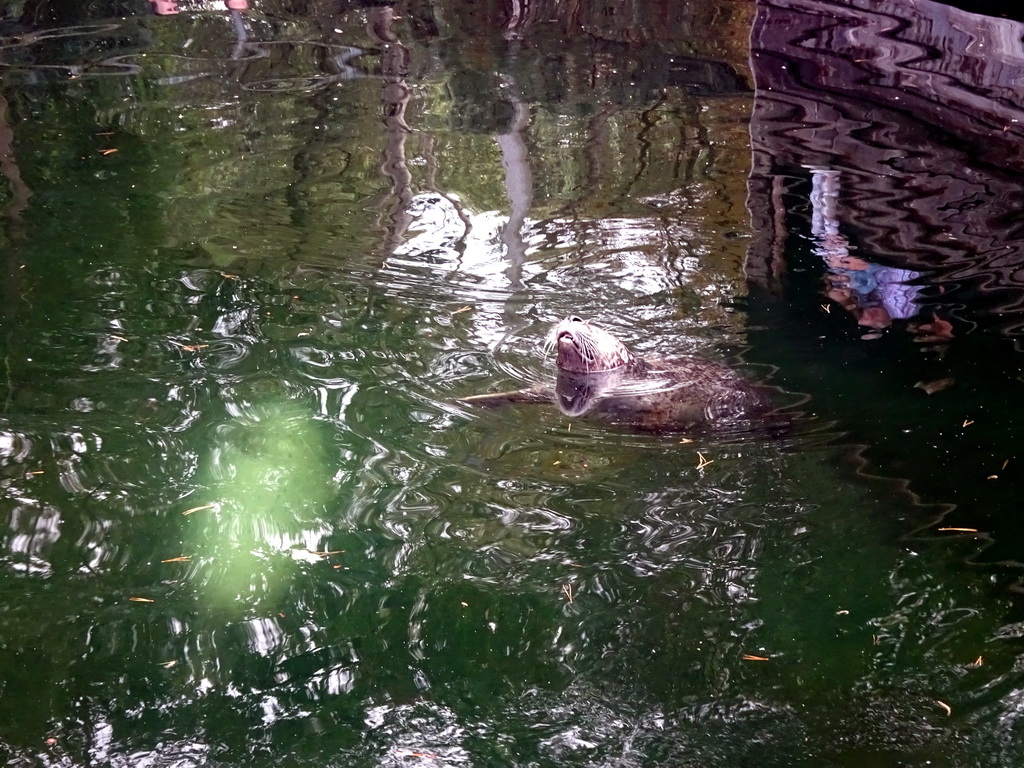 Harbor Seal at the Wad at the Ouwehands Dierenpark zoo