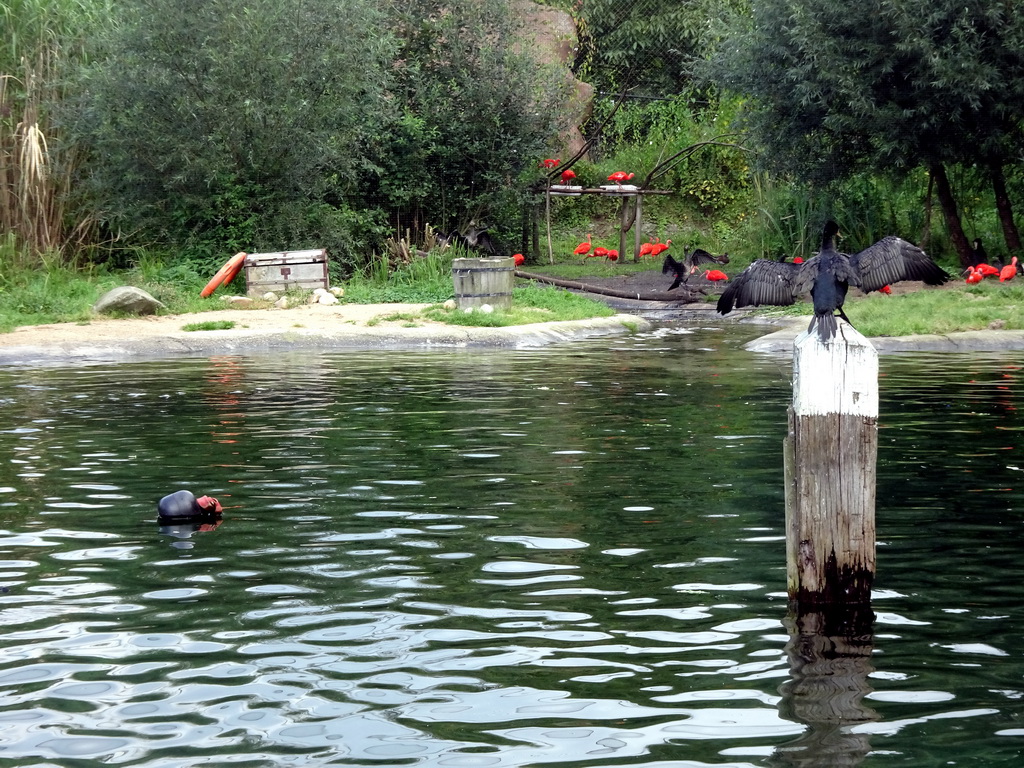 Great Cormorants and Scarlet Ibises at the Wad at the Ouwehands Dierenpark zoo