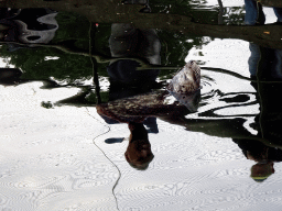 Harbor Seal at the Wad at the Ouwehands Dierenpark zoo