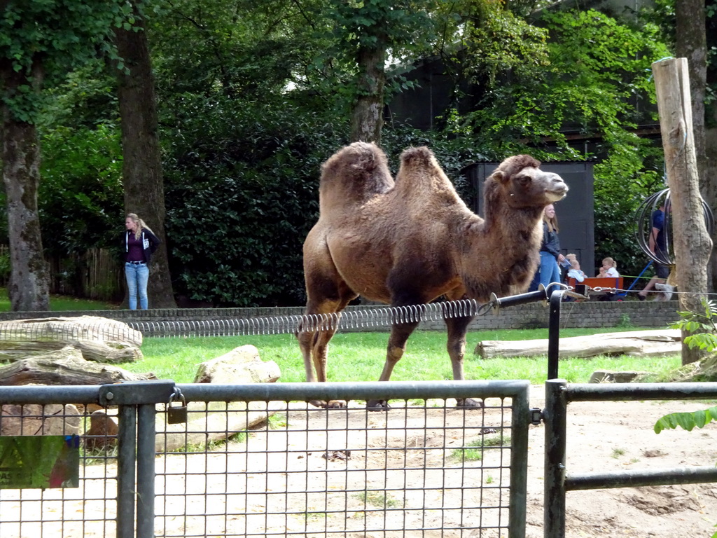 Camel at the Ouwehands Dierenpark zoo