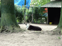 Reindeer at the Ouwehands Dierenpark zoo