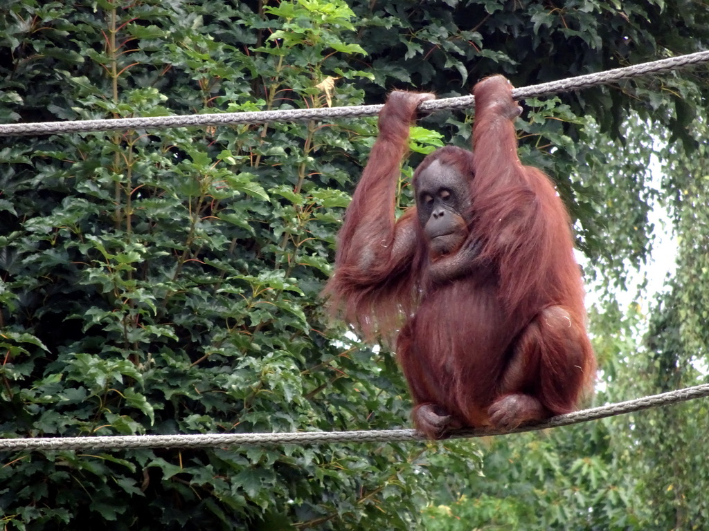 Orangutan at the Apen op Stelten at the Ouwehands Dierenpark zoo