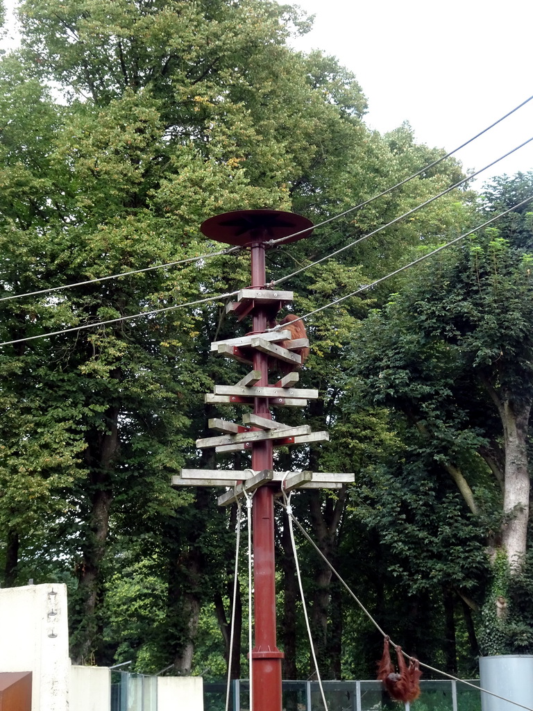 The Apen op Stelten with an Orangutan at the Ouwehands Dierenpark zoo