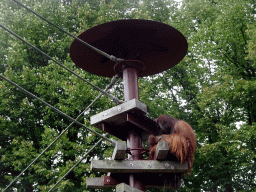 Orangutan at the Apen op Stelten at the Ouwehands Dierenpark zoo