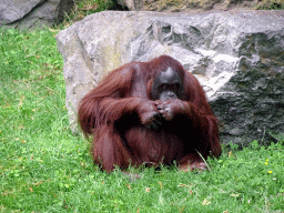 Orangutan at the Apen op Stelten at the Ouwehands Dierenpark zoo
