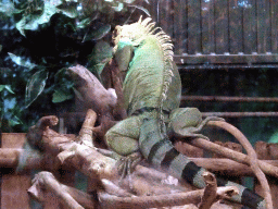 Green Iguana at the Urucu building at the Ouwehands Dierenpark zoo