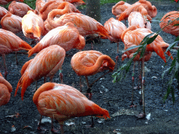 American Flamingos at the Urucu building at the Ouwehands Dierenpark zoo