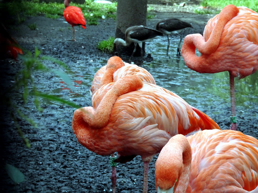 American Flamingos and White-naped Cranes at the Urucu building at the Ouwehands Dierenpark zoo