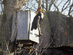 Knobbed Hornbill at the Ouwehands Dierenpark zoo