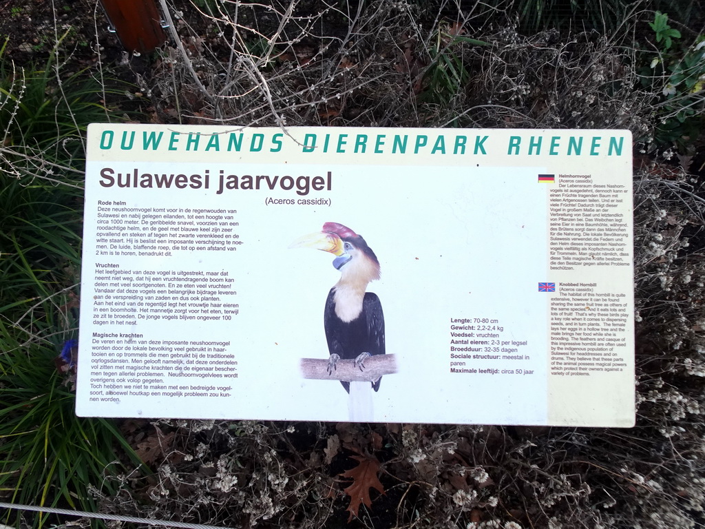 Explanation on the Knobbed Hornbill at the Ouwehands Dierenpark zoo