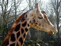 Rothschild`s Giraffe at the Ouwehands Dierenpark zoo