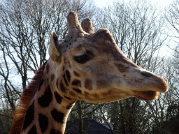 Rothschild`s Giraffe at the Ouwehands Dierenpark zoo