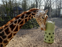 Rothschild`s Giraffe at the Ouwehands Dierenpark zoo